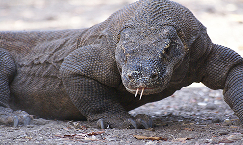 Touren auf Komodo